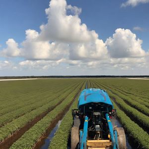 Florida Agriculture Embarks on AI-Driven Transformation