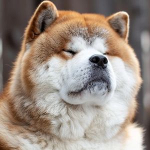Akita Society Uses Blockchain to Protect Dog Breeds in Japan