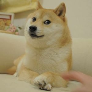 Kabosu, Dog Who Inspired Dogecoin Dies at 18
