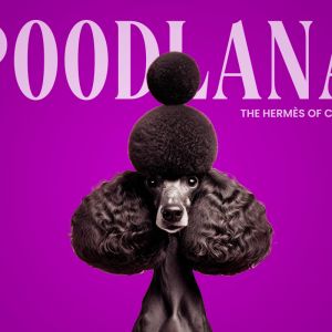 Poodlana vs. Blockdag: Why Poodlana is Winning the Crypto Race