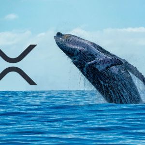 XRP token whales accumulate more tokens amid market price drop