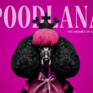 Final Week: Poodlana’s Viral Presale Closes Soon with $6m Raised