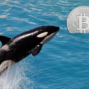 Whales bought $5B of Bitcoin in July, the highest monthly stack since 2014