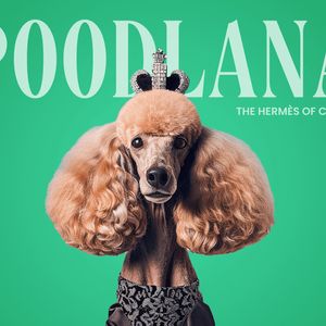 Fashion to Finance: Poodlana Becomes 2024’s Top Altcoin