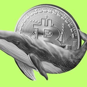 New whale wallets now hold nearly 2M Bitcoin, up 813% YTD