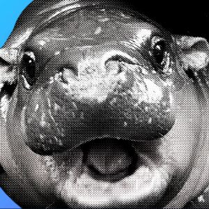 Moodeng (MOODENG) jumps by 95% after fast Coinbase listing