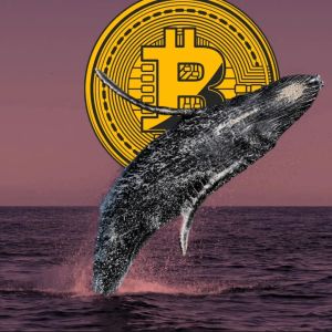 Why are whales secretly accumulating Bitcoin?