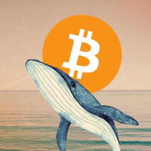 Bitcoin whales raise BTC call options to $100K in expectations of a new rally when Trump takes office on Jan. 20