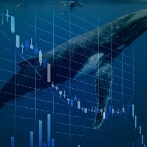 One insider whale probably caused the 50% dip in Official Trump (TRUMP) price