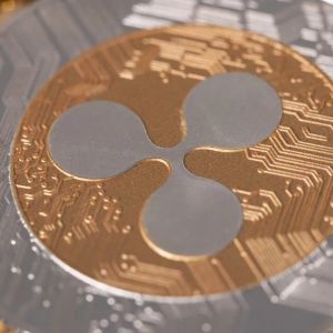 XRP whale and shark wallets fall 20.6% in eight weeks