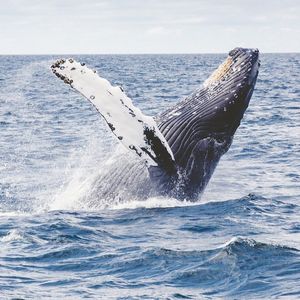 Satoshi-Era Bitcoin Whale Moves $11 Million After Sleeping for 12 Years