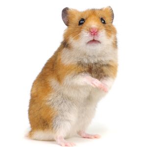 You Can Now Bet Crypto on Hamster Races. What Could Go Wrong?