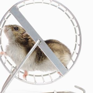 Did You Miss Out on Hamster Races, Anon? HAMS Token Jumps 783%