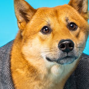 $1.7M of Ethereum 'Stuck' in SHIB Layer-2 Network Shibarium