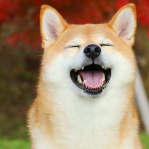 Can a Shiba Inu Break a Video Game Speedrun Record?
