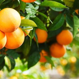 Binance Is Like a Grocery Store Selling Oranges and SEC Should Leave It Alone, Says Crypto Lobby Group