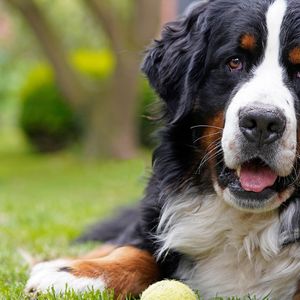 All Dogs Can Go to Heaven—Later: FDA Advances Longevity Drug for Big Dogs
