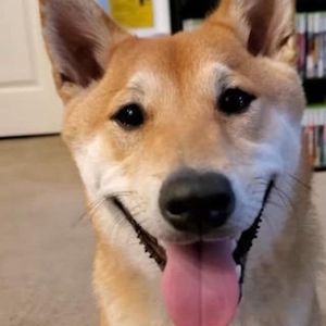 Shiba Inu Speedruns NES Game for 77,000 Viewers and Nearly Breaks His Record