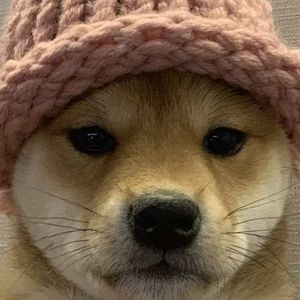 Dogwifhat Leads Solana Meme Coin Losses Amid Network Congestion