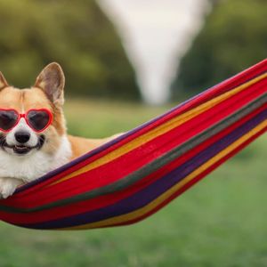 Little Known Meme Coin CorgiAI Up 60%, Flips Pepecoin and Memecoin