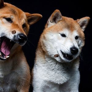 Top Dogs: Floki, Bonk, and Dogwifhat Prices Rise as Bitcoin and Ethereum Cool