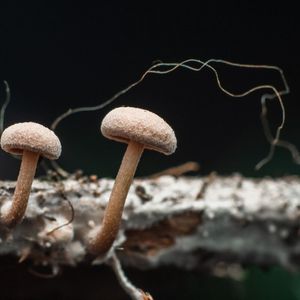 Mushroom Learns to Crawl After Researchers Give It a Robotic Body