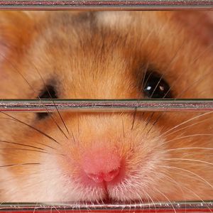 ‘Hamster Kombat’ and ‘Catizen’ Game Tokens Plummet by 50% After Telegram Airdrops