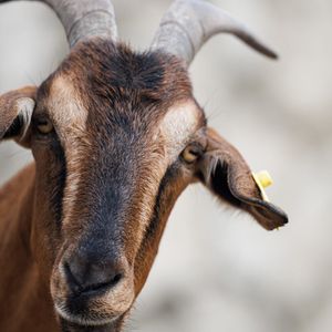 Crypto Trader Turns $5K Into $1.5 Million With Lucky Bet on GOAT Meme Coin