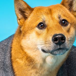 To the Moon? Dogecoin Futures Open Interest Hits All-Time High—But Traders Are Hedging