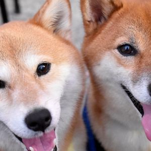 Dogecoin Price Climbs as Shiba Inu Spikes to 8-Month High