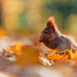 Peanut Pet Owner's Token Collapses Two Weeks After Launch