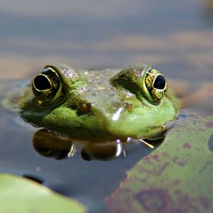 PEPE Flips UNI and LTC, Surges Past $11 Billion Market Cap to New Record