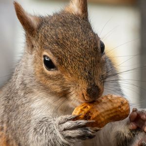 Peanut the Squirrel Meme Coin Jumps on Coinbase Plans as Gigachad Hits All-Time High