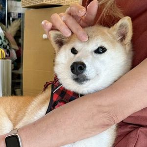 Doge Meme Pup Owner's IP Move Could Decide 'Official' Neiro Coin