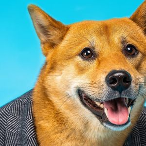 Publicly Traded Firm Buys 1 Million Dogecoin to Augment Bitcoin Reserve