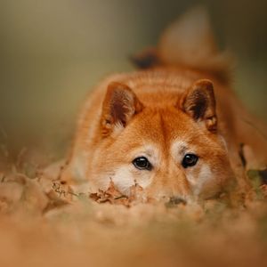 Dogecoin Flat as Top Solana Cat Coin Pops on Robinhood Listing