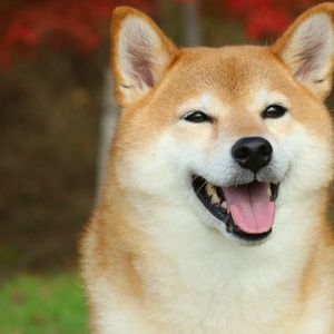 DOGE Barks Again—Are Meme Coins Making a Comeback?