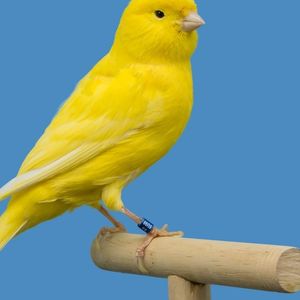 Canary Files for Staked Injective ETF as Interest in Altcoin Funds Grows