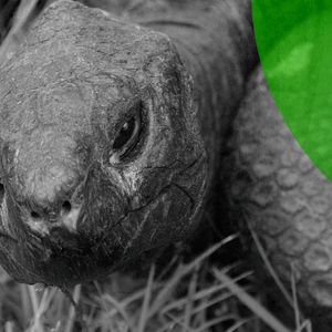 Solana Meme Coin Linked to Death Hoax for 194-Year-Old Tortoise—Who Is Very Much Alive