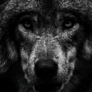 South Korea Arrests Man for a Fake AI Wolf Photo That Raised Alarms