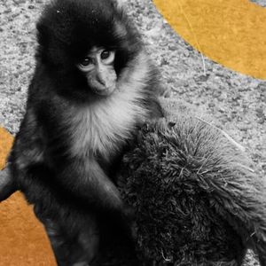 Americans Arrested in Japan for Entering Punch the Monkey’s Zoo Home to Promote Meme Coin