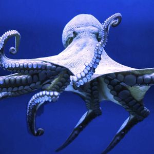 NEAR Protocol Project Octopus Network Lays Off 40% of Team