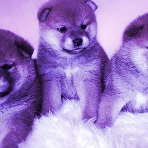 Dogecoin, Bonk and Shiba Inu Combine for $25 Billion in Monthly Trading Volume