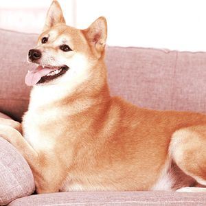 PleasrHouse Auctioning Couch from Original Doge Meme