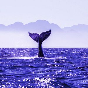 Number of Bitcoin Whales Drops to Lowest Level Since 2019