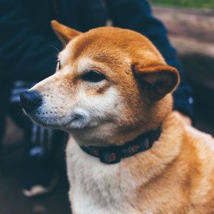 Shiba Inu's Testnet 'Puppynet' Sees Rising Activity Ahead of Shibarium Mainnet