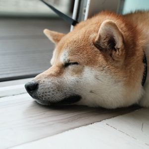 Dogecoin Futures Set Record After Twitter Adopts Shiba Inu Logo