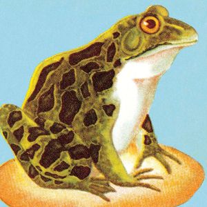Frogs, Fevers and Fees: Bitcoin’s New Governance Challenge