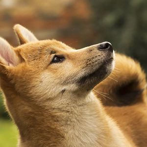 Shiba Inu Introduces ‘Shibacals’ to Link NFTs to Real-World Items; SHIB Jumps