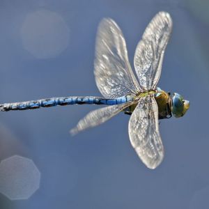 Dragonfly, Arthur Hayes Back $6M Round for New Stablecoin, Ethena